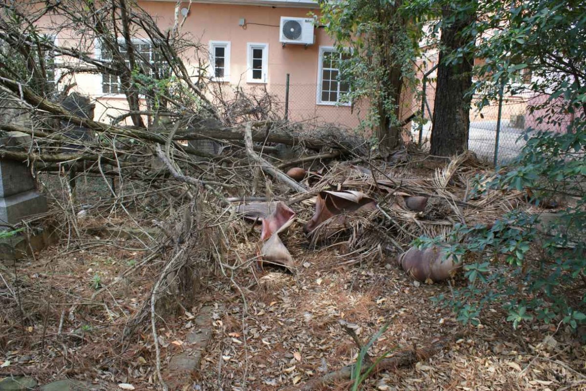 Tombstones buried under the branches
