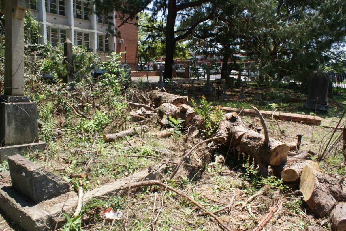 Tombstones buried under the branches