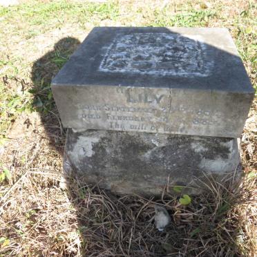 ? Lily 1852-1889