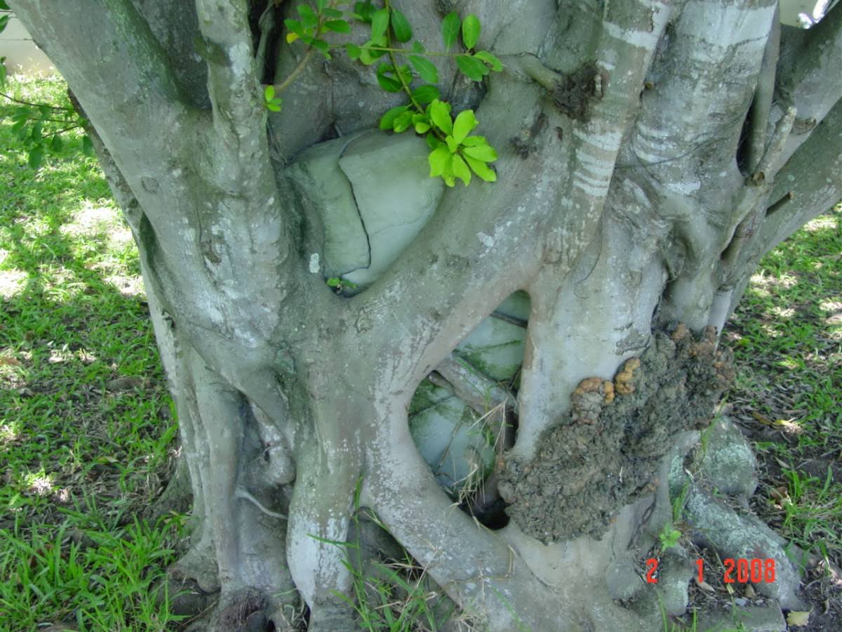 1. Tree invasion